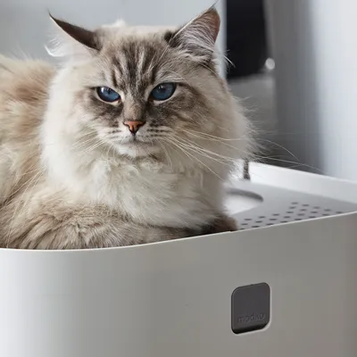 Котка седи в бяла кутия с видимо лого 'modko'.