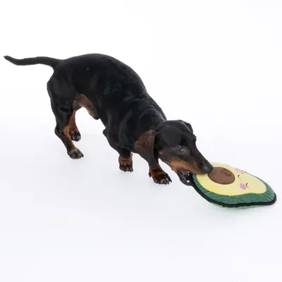 Dachshund playing with an avocado-shaped fabric dog toy.