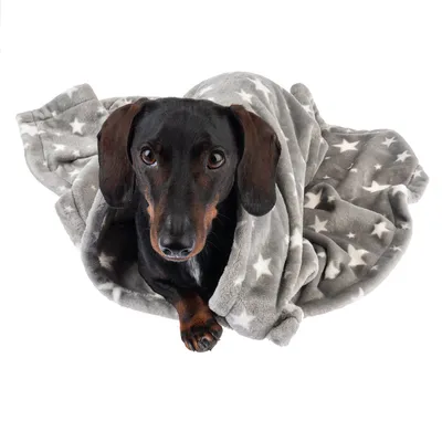 Μαύρος σκύλος τυλιγμένος σε γκρι κουβέρτα με λευκά αστέρια. Το προϊόν είναι μια ζεστή κουβέρτα για κατοικίδια.