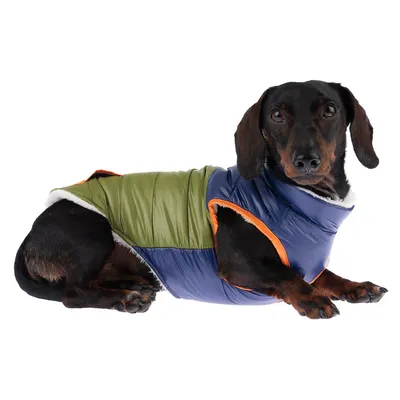 Hund trägt zweifarbige Winterjacke in Grün und Blau mit orangefarbenen Akzenten und weissem Innenfutter.