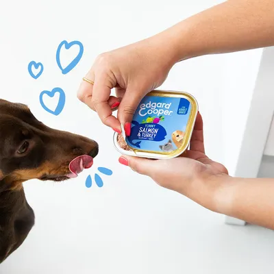 Barquette Edgard Cooper Yummy Salmon & Turkey pour chiens adultes, une main l’ouvre devant un chien. Texte visible : 'Edgard Cooper', 'Yummy Salmon & Turkey', 'For Adult Dogs'.