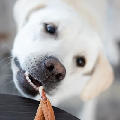 Hund schnuppert an einem Kausnack auf einem Tisch.