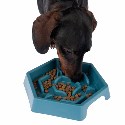 Chien mangeant des croquettes dans une gamelle bleue en plastique avec reliefs en forme de labyrinthe visibles à l’intérieur.