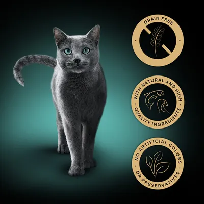 Grain free, with natural and high quality ingredients, no artificial colors or preservatives (textes en anglais visibles sur trois médaillons à côté d’un chat gris).