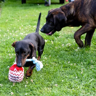 Deux chiens jouent dehors, l’un tient un jouet en corde bleue et balle rouge-blanche avec texte illisible. Herbe verte visible au sol.