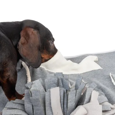 Chien sur tapis d’activité en tissu gris et blanc avec bandes à fouiller, accessoires visibles pour stimulation ou jeu.