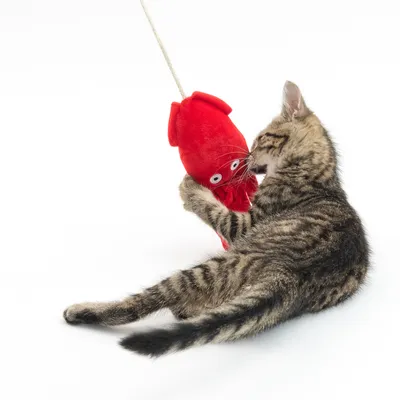 Gestreifte Katze spielt mit rotem Plüschspielzeug in Form eines Tintenfischs, befestigt an einer Schnur.