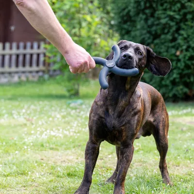 Dog playing with a black X-shaped chew toy held by a hand. Suitable for interactive play in the garden.