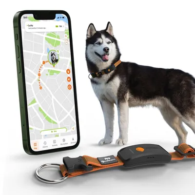 Weenect Tracker GPS XT pour animaux de compagnie pour chien
