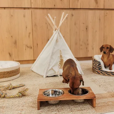Wooden feeding bowl with two stainless steel dishes, dog eating. In the background a white tipi and a striped dog bed with a sitting dog.