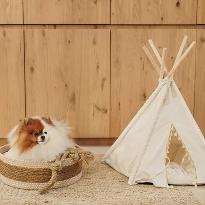 Geflochtener Korb mit Seilspielzeug und weißes Tipi-Zelt aus Stoff. Hund sitzt im Korb. Beide Produkte auf Teppich vor Holzmöbeln.
