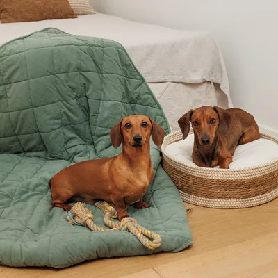 Grüne gesteppte Hundedecke mit Seilspielzeug und geflochtenes Hundebett mit weißem Kissen auf Holzboden.