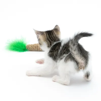 Gatito juega con un juguete de cuerda y adorno de pluma verde.