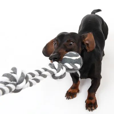 Hund spielt mit grau-weissem Kauspielzeug aus Seil und Ball. Spielzeug zeigt robustes Design für interaktives Spielen.
