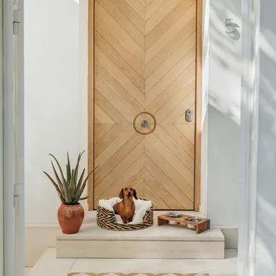Hund in einem gemusterten Hundebett neben einer Holz-Futterschale mit zwei Edelstahlnäpfen, vor einer Holztür und einer Aloe-Pflanze.