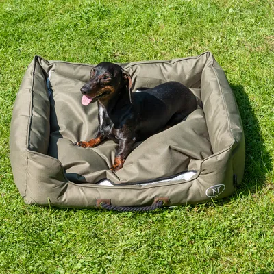 Hund liegt in einem olivgrünen Hundebett mit robustem Stoff und seitlichem Griff, auf einer grünen Wiese. Logo 'NT' sichtbar auf der Seite des Bettes.