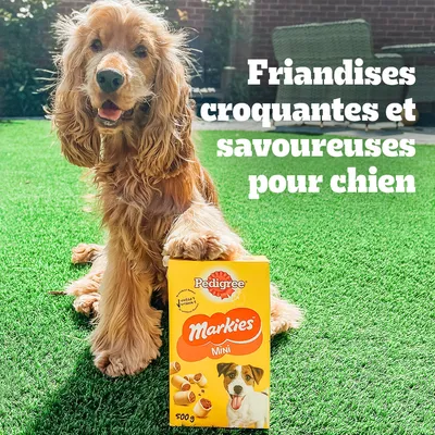 Texte : Friandises croquantes et savoureuses pour chien. Boîte Pedigree Markies Mini 500 g, chien assis avec une patte sur la boîte.