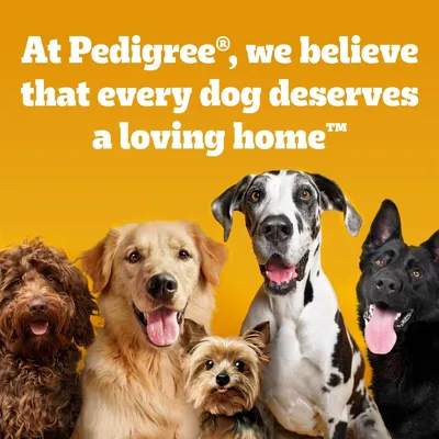 W Pedigree wierzymy, że każdy pies zasługuje na kochający dom.