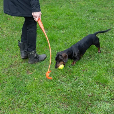 Person verwendet einen orangefarbenen Ballwerfer, während ein Hund mit einem gelben Tennisball auf einer Wiese spielt.