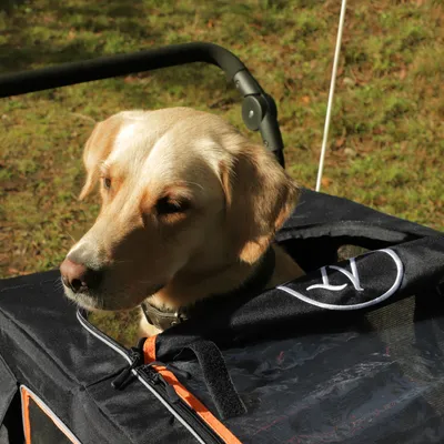 Hund tittar ut från en svart djurvagn med orangefärgade accenter och fönster.