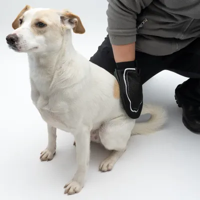 A dog is brushed with a black grooming glove brush worn by a person.