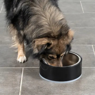 Hund frisst aus einem schwarzen Futternapf auf grauem Fliesenboden.