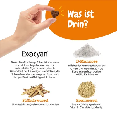 Besedilo v nemščini: Was ist Drin? Exocyan, D-Mannose, Süßholzwurzel, Brennnessel. Opisi sestavin in njihove koristi za zdravje sečnega trakta in antioksidante. Besedilo ni v slovenščini.