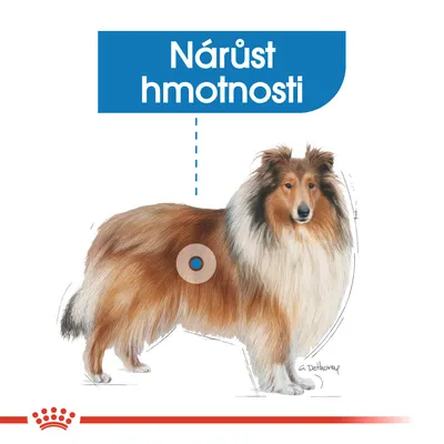 Ilustrace psa s modrým polem a textem „Nárůst hmotnosti“ zvýrazňujícím oblast na těle psa.
