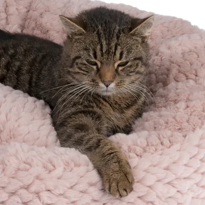 Chat tigré allongé sur un coussin ou panier en tissu rose à poils longs, texture moelleuse visible.