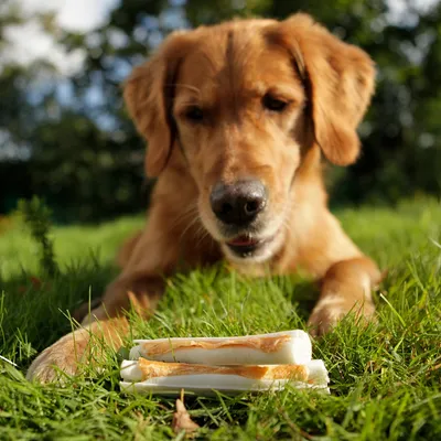 Cane sdraiato sull’erba con tre ossi masticabili bianchi e marroni davanti alle zampe, all’aperto.