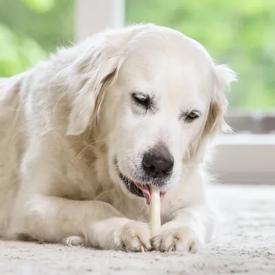 Animal holding a chew stick between its paws on a carpeted floor, demonstrating product use.