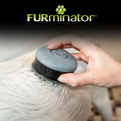 Brosse ronde grise Furminator utilisée sur le pelage d’un chien, logo Furminator visible en haut de l’image.