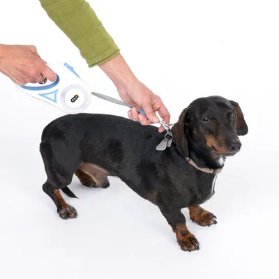 Persoon bevestigt een uitschuifbare hondenriem aan een halsband van een kleine zwarte hond.