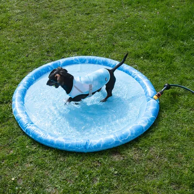 Pieni koira sinisessä, vedellä täytetyssä kahluualtaassa nurmikolla. Vesiletku on liitetty altaaseen.