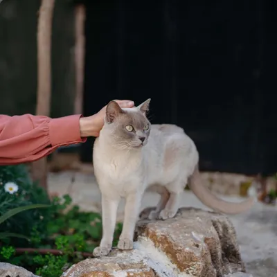 Virbac Veterinary HPM Kidney & Joint Virbac Veterinary HPM Kidney & Joint