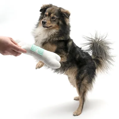 Pas igra s bijelom tkaninom kosti koju drži ruka.