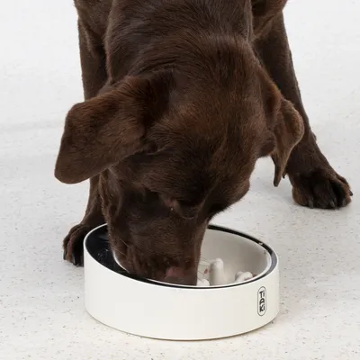 Brown dog eating from a white anti-gulp bowl with raised obstacles and visible TAK logo.
