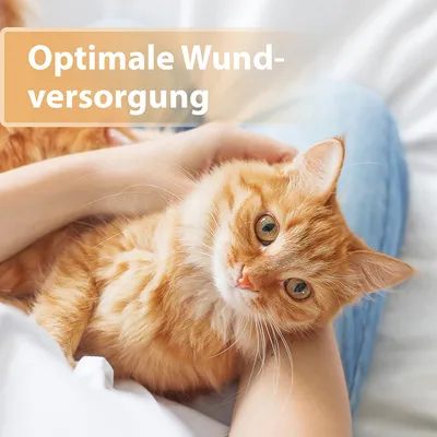 Text: Optimale Wundversorgung. Orangefarbene Katze liegt in den Armen einer Person.