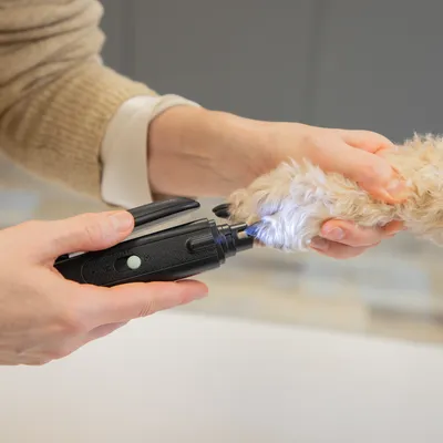 Hand hält elektrischen Krallenschleifer mit LED-Licht, während Hundepfote bearbeitet wird.