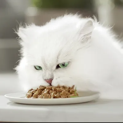 Weisse Katze mit grünen Augen frisst Nassfutter von einem weissen Teller.