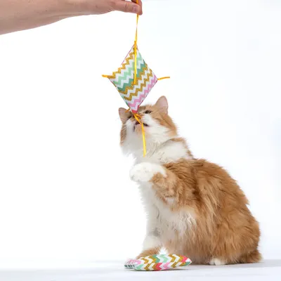 Gato rojo y blanco juega con un cojín de juguete colorido sostenido por una mano. El juguete tiene un patrón de zigzag en varios colores.
