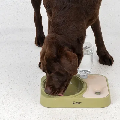 Perro marrón bebiendo de un comedero y bebedero verde con depósito de agua integrado. Marca Modern Living visible en el cuenco.