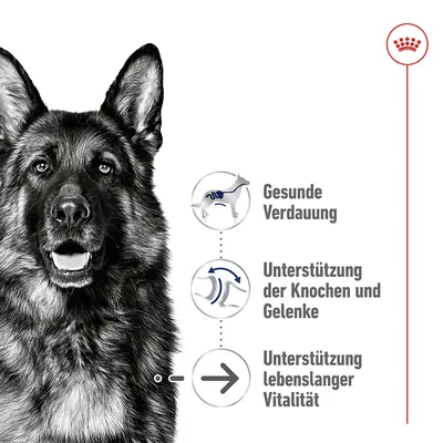 Gesunde Verdauung, Unterstützung der Knochen und Gelenke, Unterstützung lebenslanger Vitalität. Royal Canin Logo oben rechts.