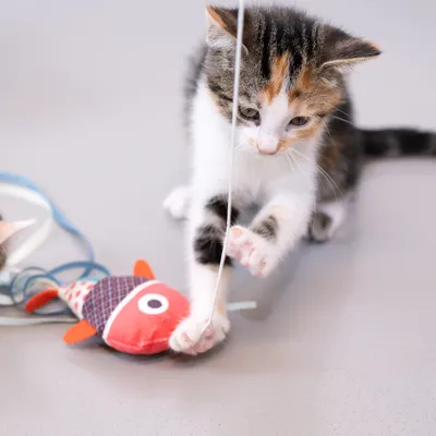 Gatito juega con un juguete de pez de tela rojo atado a una cuerda.