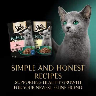 Sheba Kitten in Gravy pouches with salmon and chicken, 85g each. Text: Simple and honest recipes supporting healthy growth for your newest feline friend.