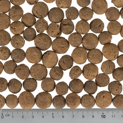 Close-up of brown, round dry food pieces with size comparison using a ruler in centimetres.