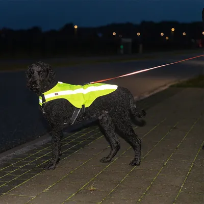 Schwarzer Hund trägt reflektierende gelbe Sicherheitsweste mit Leine bei Nacht auf Gehweg.