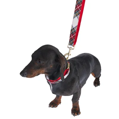 Teckel portant un collier et une laisse à motif écossais rouge, attache métallique visible. Collier et laisse pour chien présentés sur l’animal.