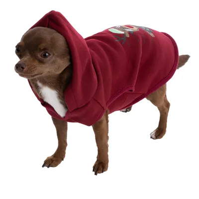 Kleiner Hund in rotem Kapuzenpullover mit Rentiermotiv auf dem Rücken.
