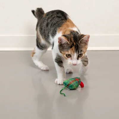TIAKI Juleleketøy for katter mus